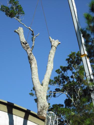 Crane Assisted Tree Removal (2)