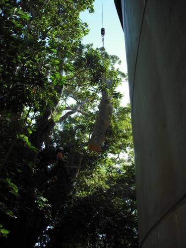 Crane Assisted Tree Removal (3)