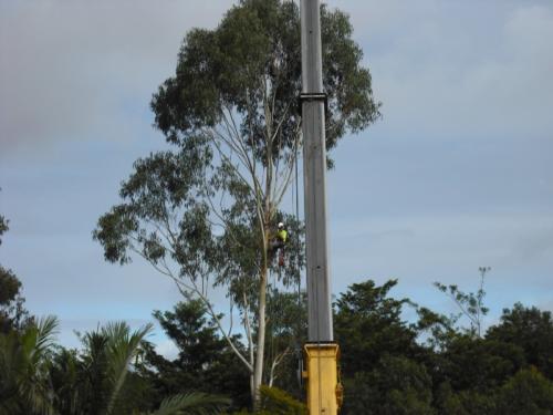 Crane Assisted Tree Removal 5