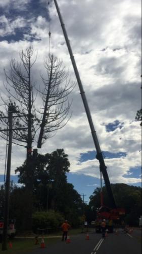 Crane Assisted Tree Removal 6