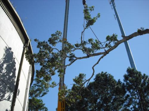Crane Assisted Tree Removal 7