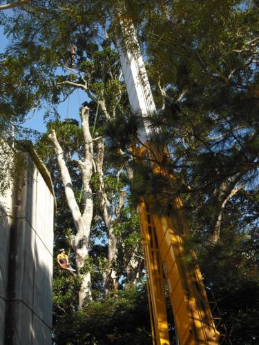 Crane Assisted Tree Removal 8