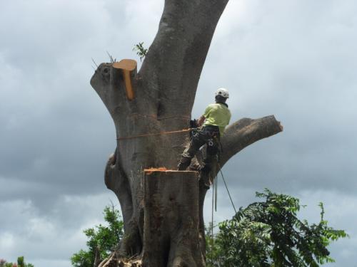 Hazard Tree Removal 1