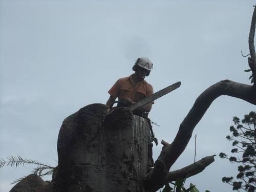 Hazard Tree Removal 2