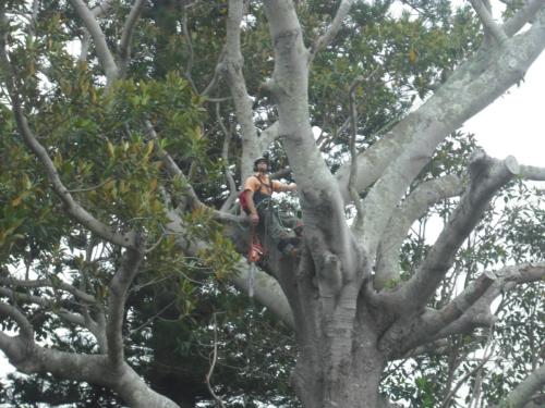 Hazard Tree Removal 3