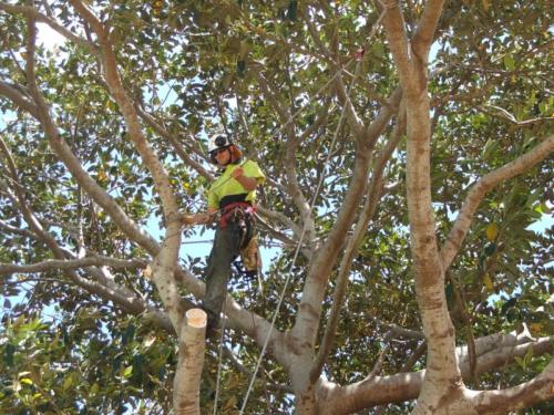 Pruning 1