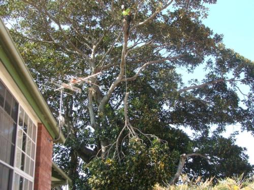 Pruning 3