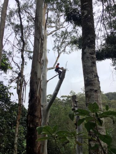 Pruning 4