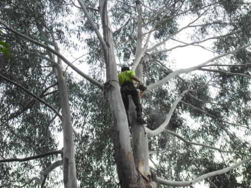 Tree Removal 1