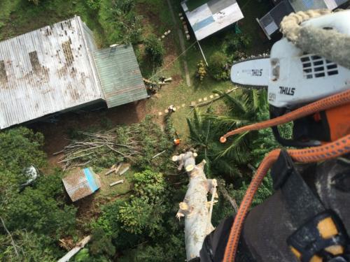 Tree Removal 3