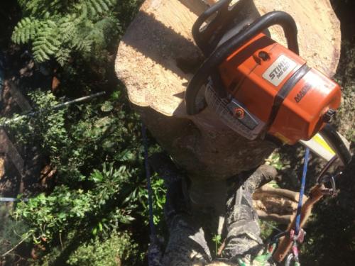 Tree Removal 4