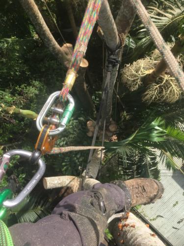Tree Removal 5