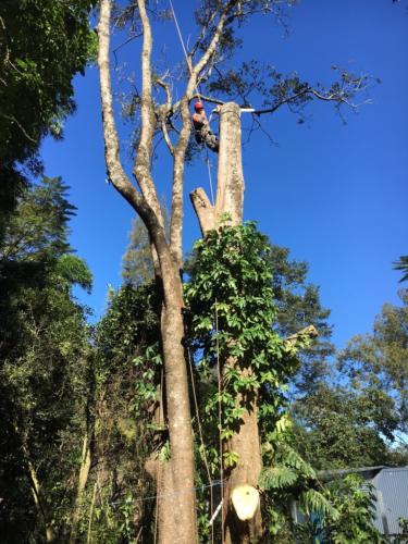 Tree Removal 6