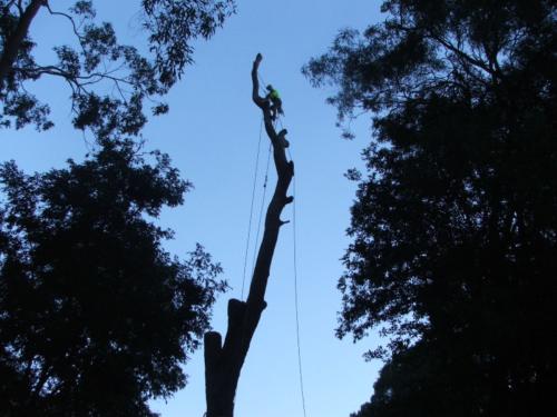 Tree removal 2